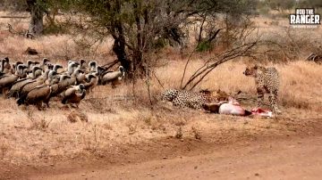 Vultures Mobs A Waterbuck Carcass After Cheetahs Are Full